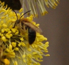 Andrena nitida