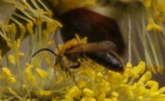 Andrena nitida