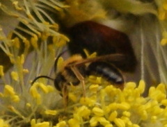 Andrena nitida