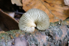 Hohenbuehelia grisea