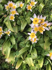 Tulipa saxatilis