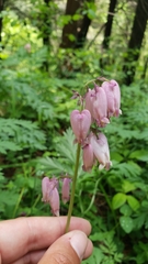 Dicentra formosa formosa