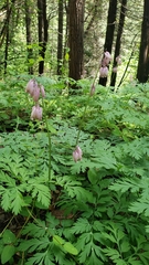Dicentra formosa formosa