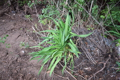Hemerocallis fulva