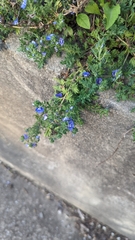 Veronica macrostachya