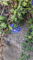 Veronica macrostachya