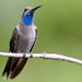 Blue-throated Mountain-Gem - Photo (c) BJ Stacey, some rights reserved (CC BY-NC)
