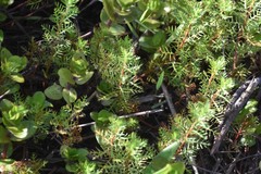 Proserpinaca pectinata