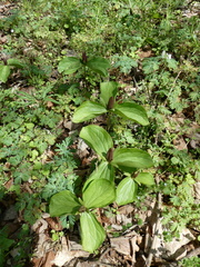 Trillium sessile