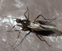 Tachydromiinae