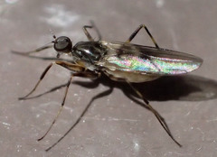 Tachydromiinae