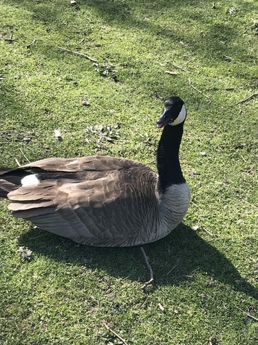 Canada Goose photographed in New York