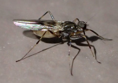 Tachydromiinae
