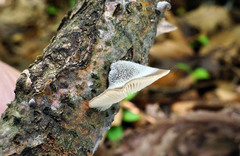 Hohenbuehelia grisea