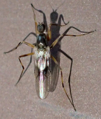 Tachydromiinae