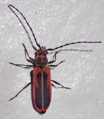 Holopleura marginata