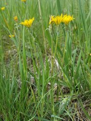 Agoseris parviflora