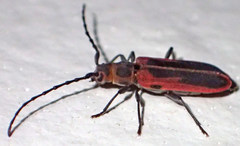 Holopleura marginata