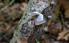 Hohenbuehelia grisea