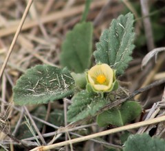 Rhynchosida physocalyx