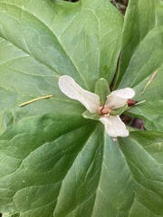 Trillium albidum