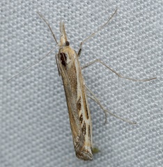 Hednota panteucha