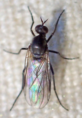 Rhamphomyia