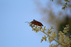 Ramosiana insignis