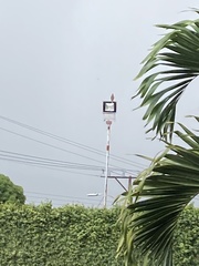 Turdus grayi