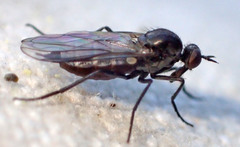 Rhamphomyia