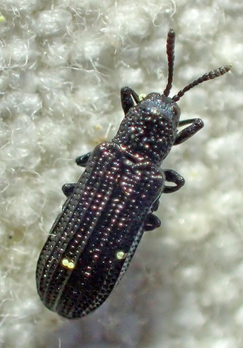 California Tortoise Beetle