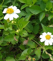 Bidens alba