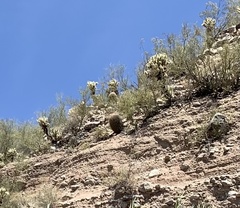 Cylindropuntia bigelovii