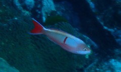 Pseudanthias cooperi