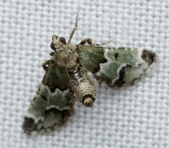 Arescoptera idiotypa