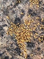 Lasius claviger