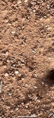 Pogonomyrmex rugosus