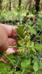 Osmorhiza brachypoda