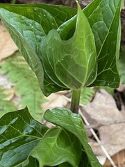 Trillium erectum