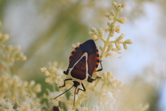 Ramosiana insignis