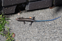 Plestiodon finitimus