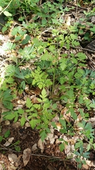 Osmorhiza brachypoda