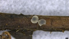 Pyrenopeziza protrusa