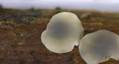 Pyrenopeziza protrusa