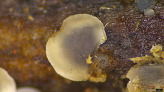 Pyrenopeziza protrusa