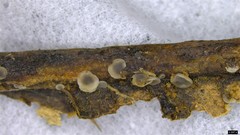 Pyrenopeziza protrusa