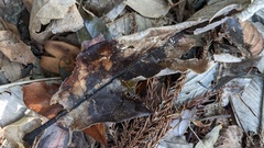 Pyrenopeziza protrusa