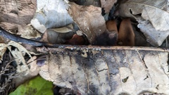 Pyrenopeziza protrusa