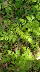 Osmorhiza brachypoda