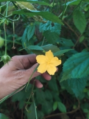 Pavonia sepium